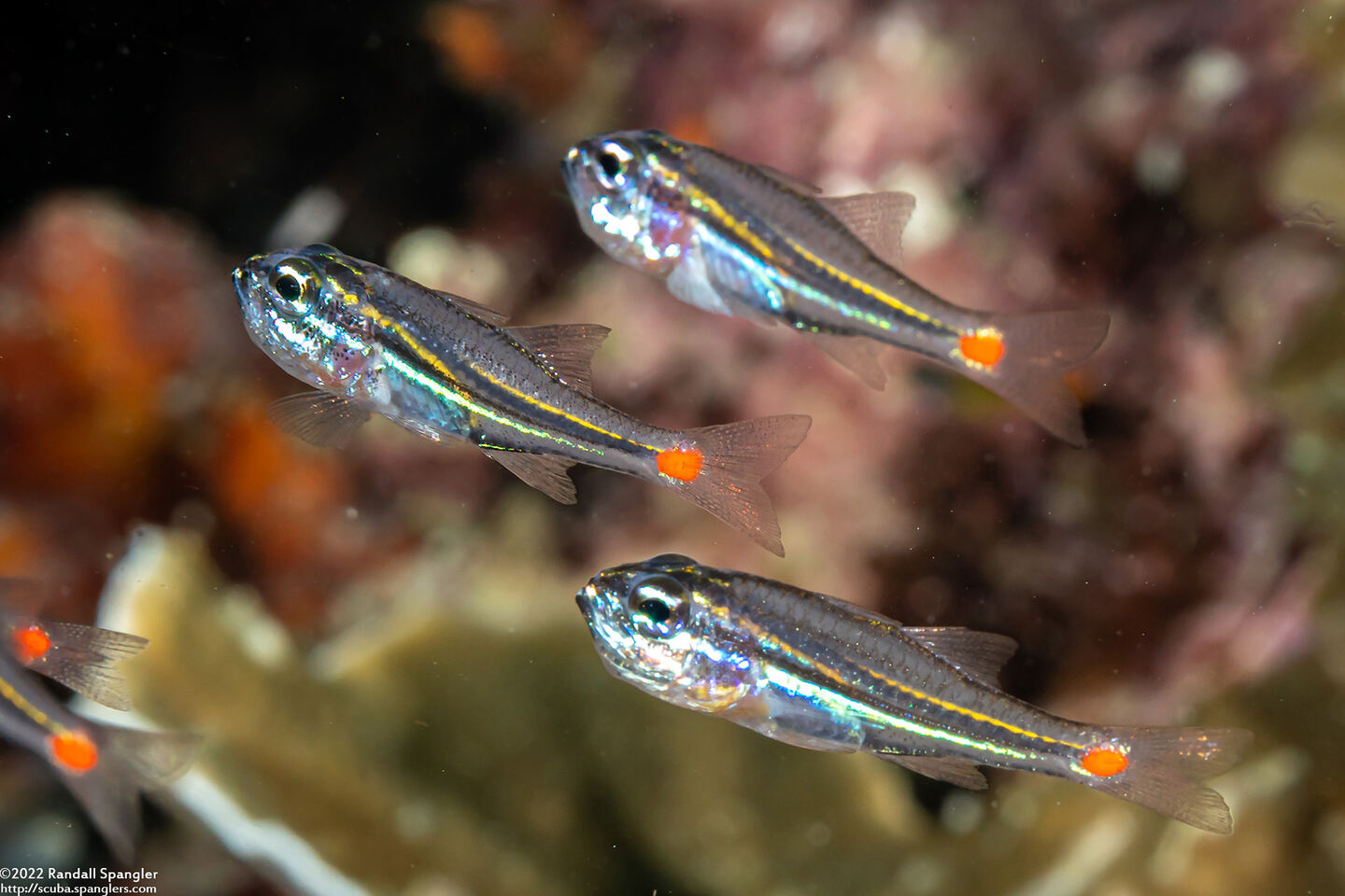 Ostorhinchus parvulus (Redspot Cardinalfish)