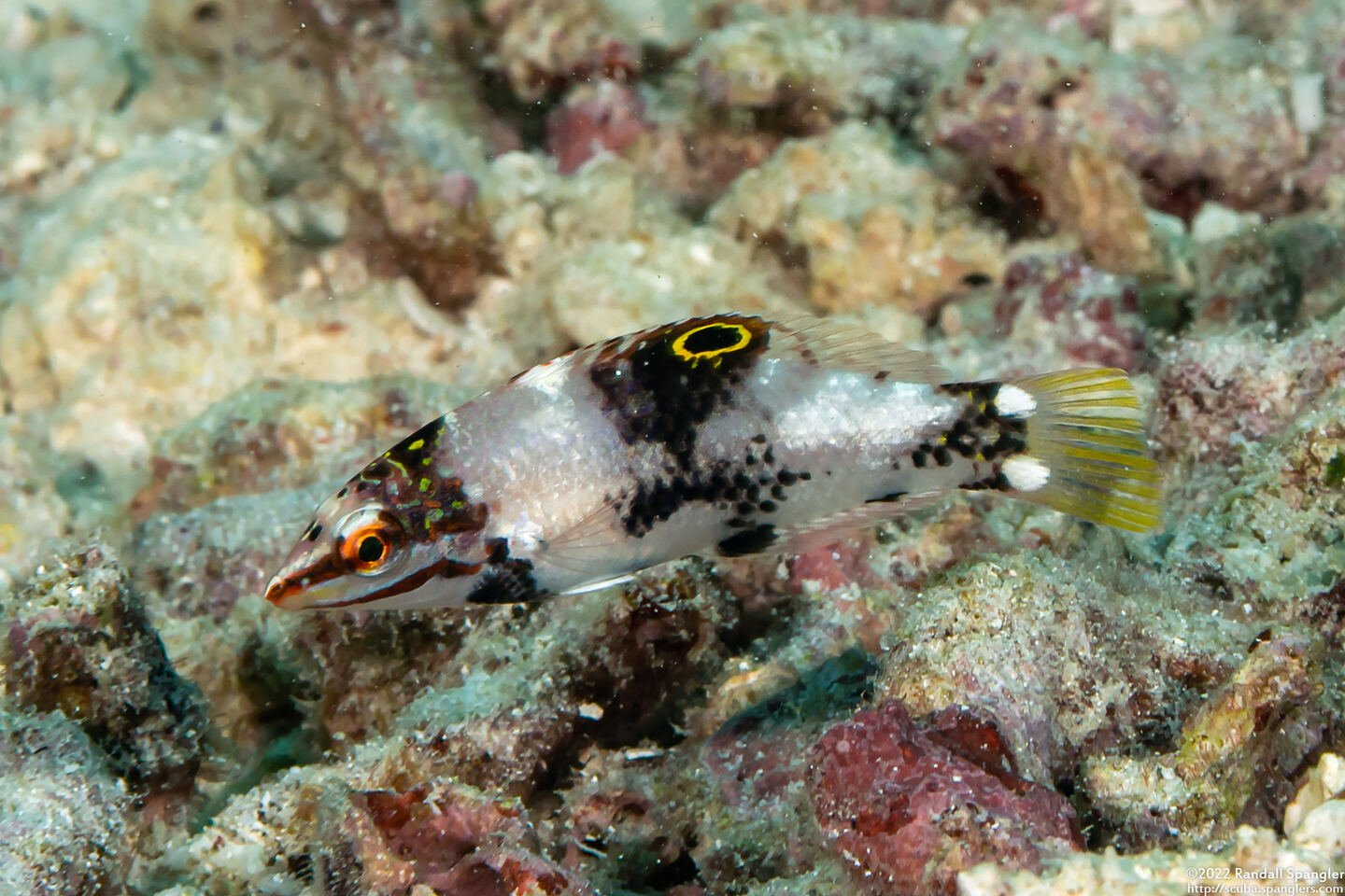 Halichoeres hortulanus (Checkerboard Wrasse)