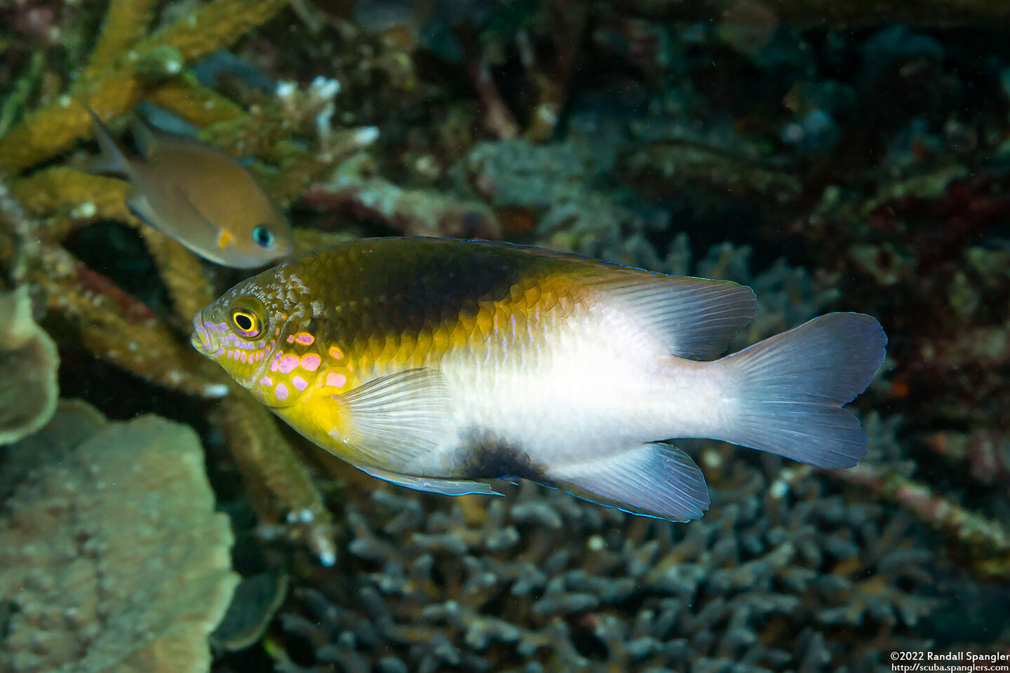 Dischistodus melanotus (Black-Vent Damsel)