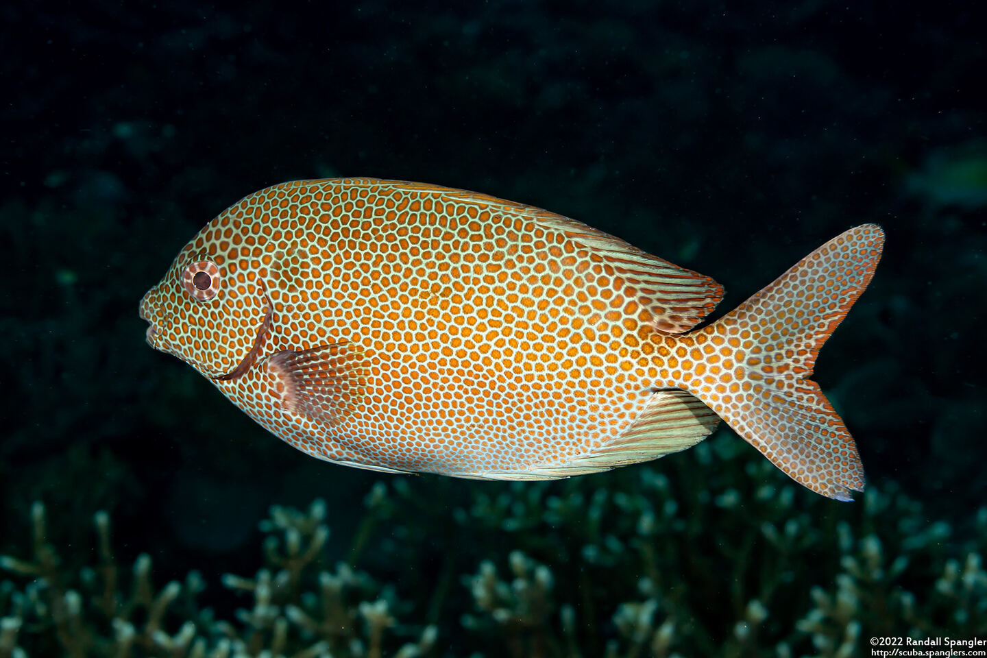 Siganus punctatus (Gold-Spotted Rabbitfish)
