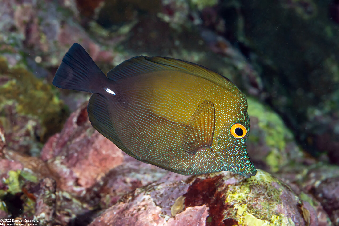 Zebrasoma scopas (Brushtail Tang)