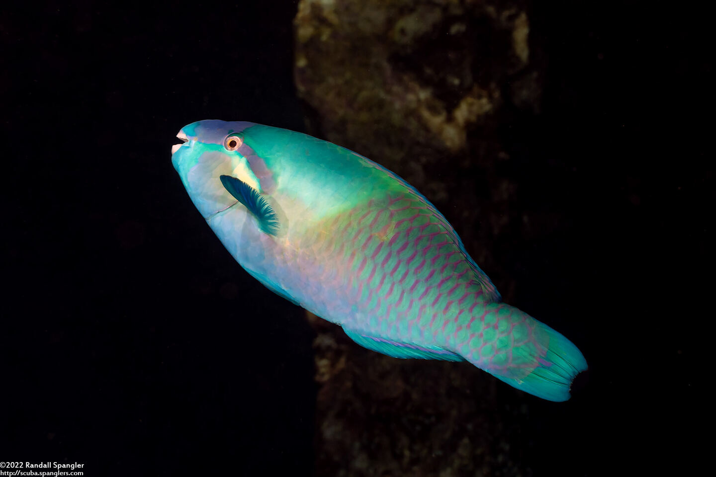 Scarus dimidiatus (Yellow-Barred Parrotfish)