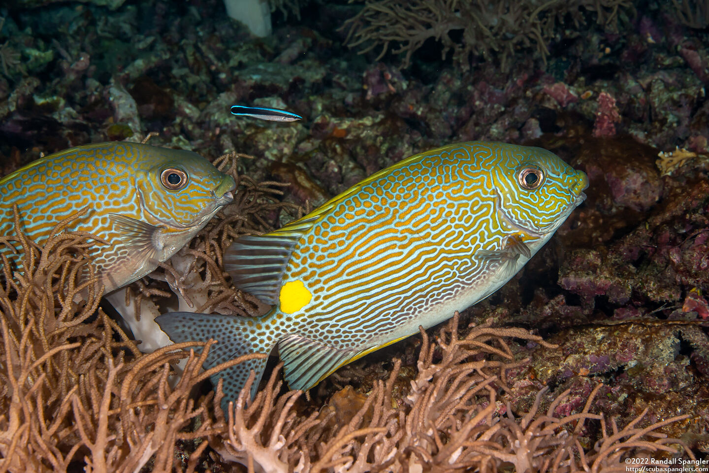 Siganus lineatus (Lined Rabbitfish)