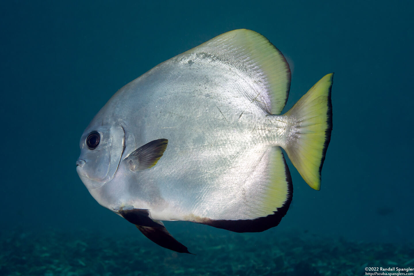 Platax boersii (Golden Spadefish)