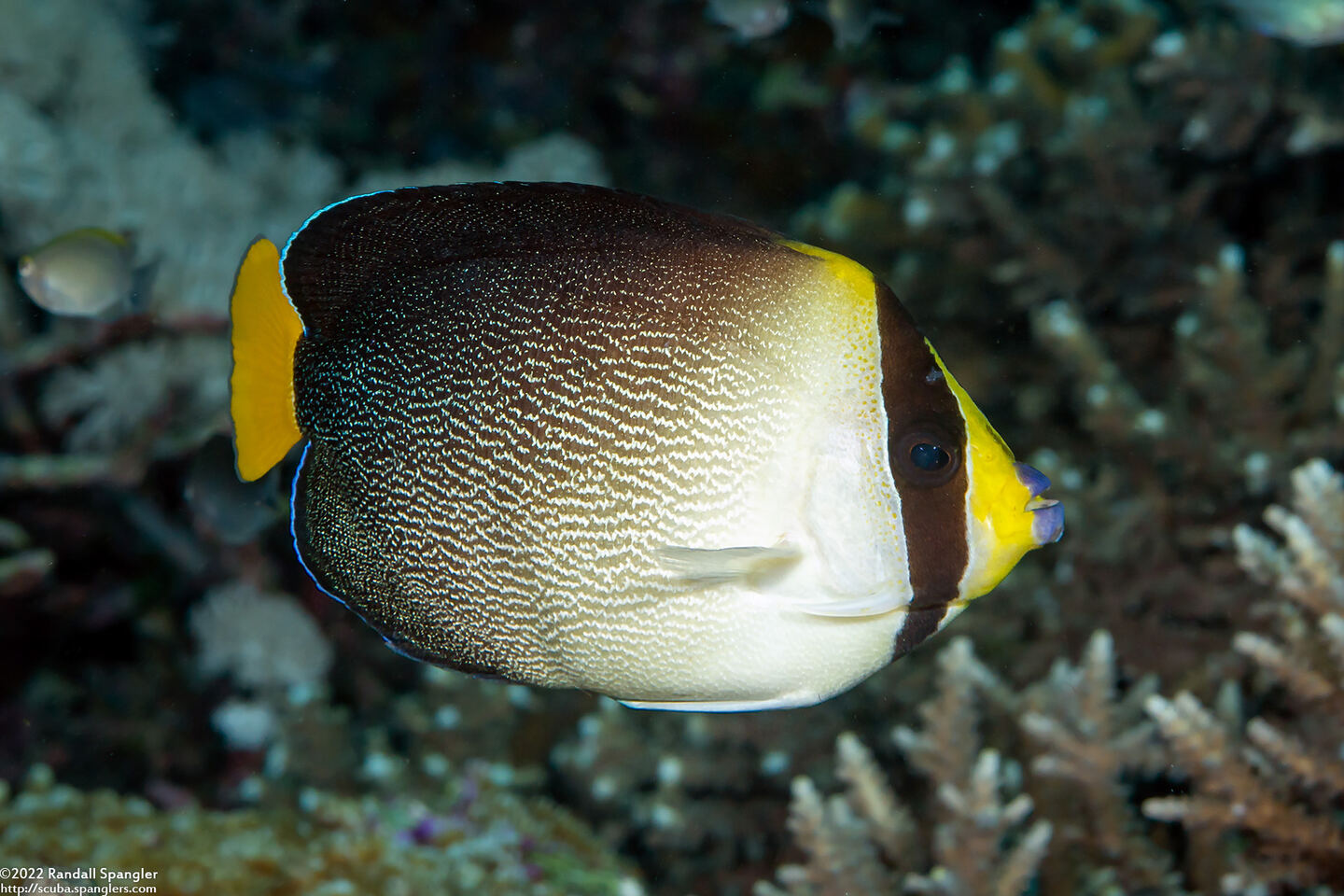 Chaetodontoplus mesoleucus (Vermiculated Angelfish)