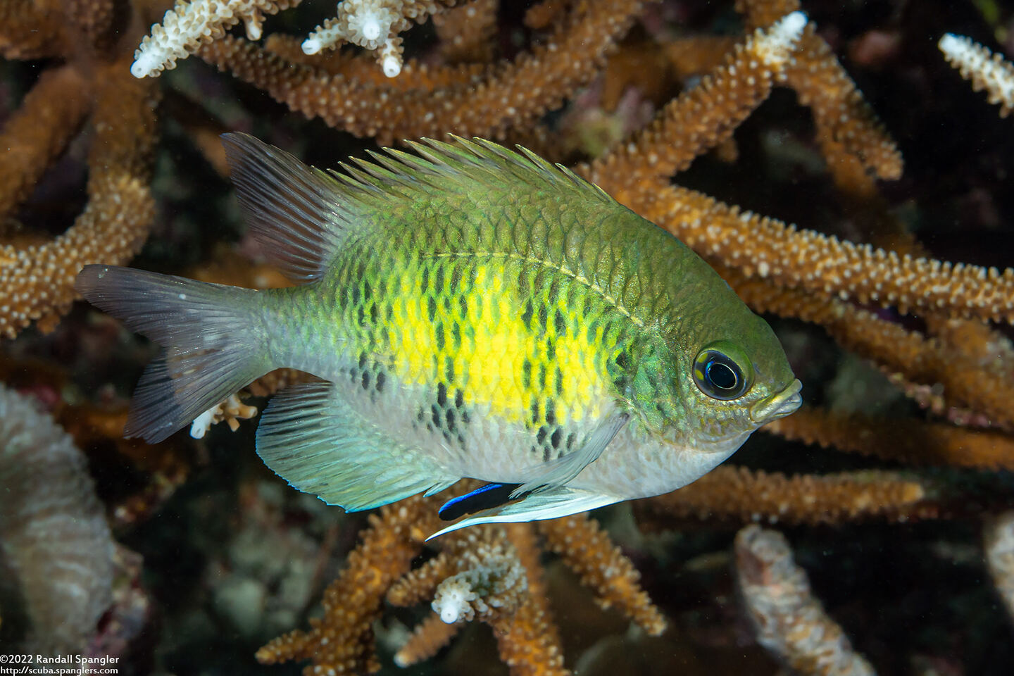 Amblyglyphidodon curacao (Staghorn Damsel)