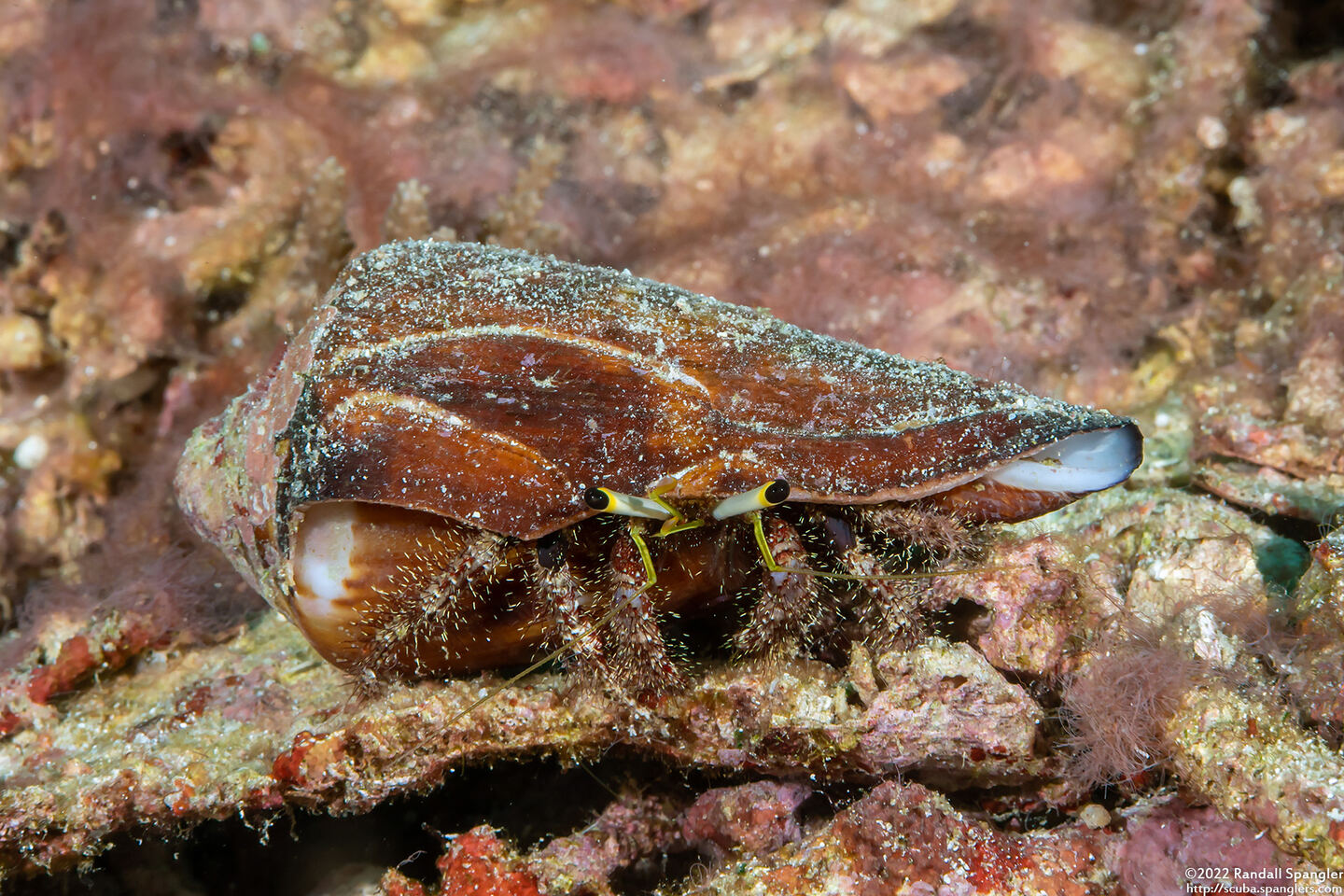 Dardanus lagopodes (Dark Knee Hermit Crab)