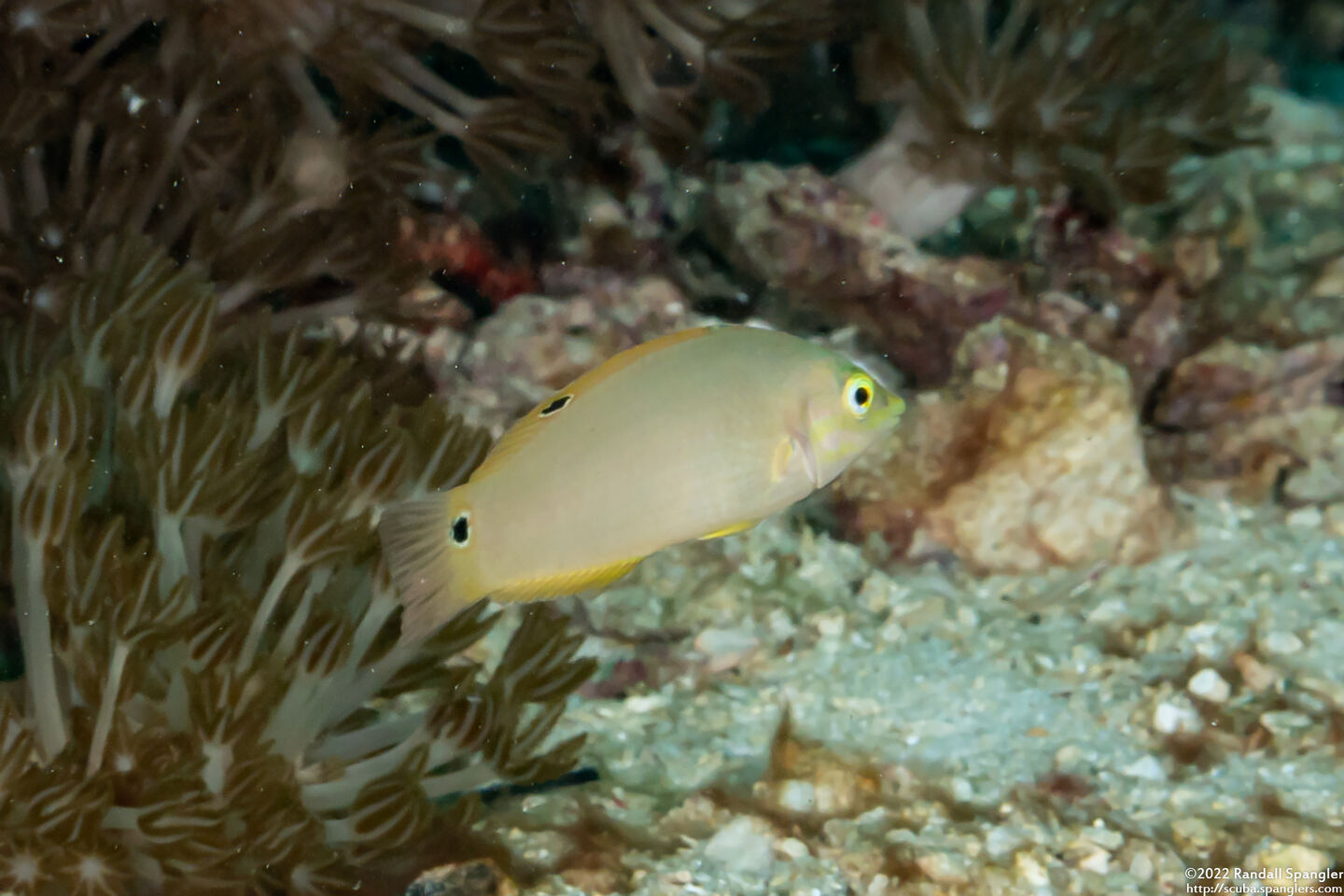 Halichoeres chrysus (Canary Wrasse)