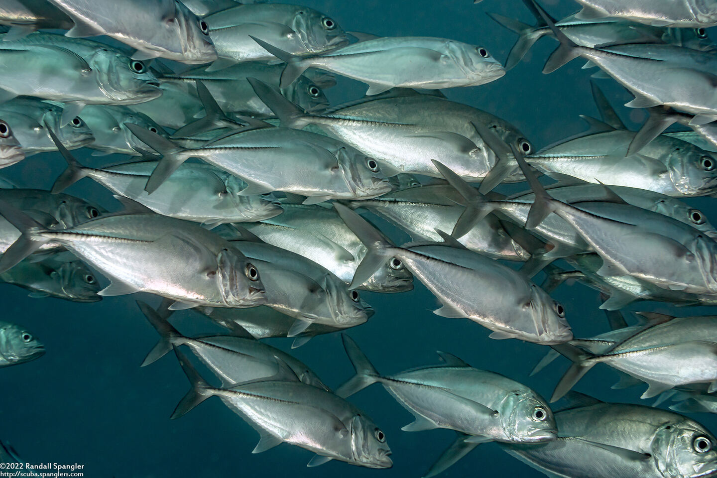 Caranx sexfasciatus (Bigeye Trevally)