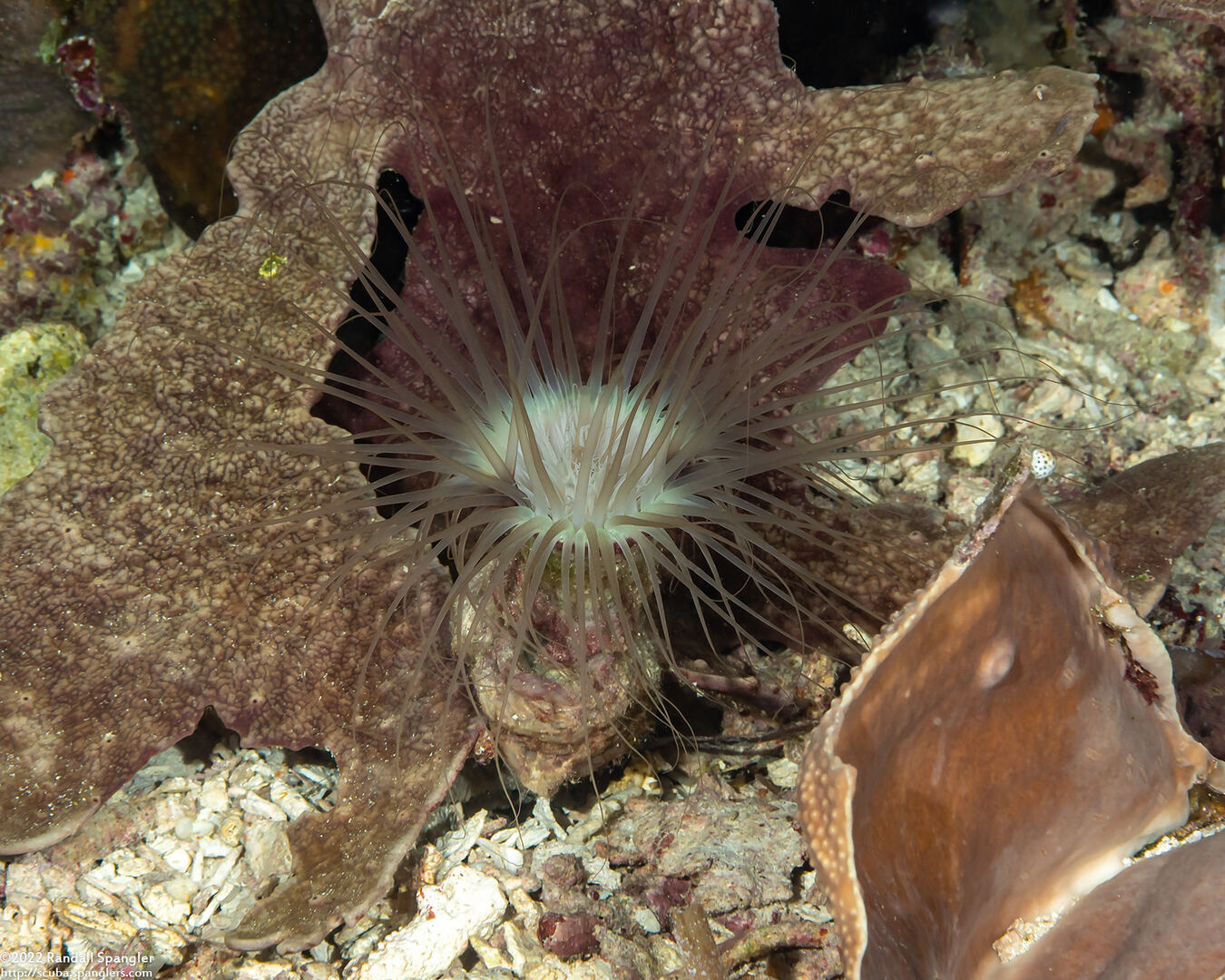 Cerianthus filiformis (Cerianthus Filiformis)