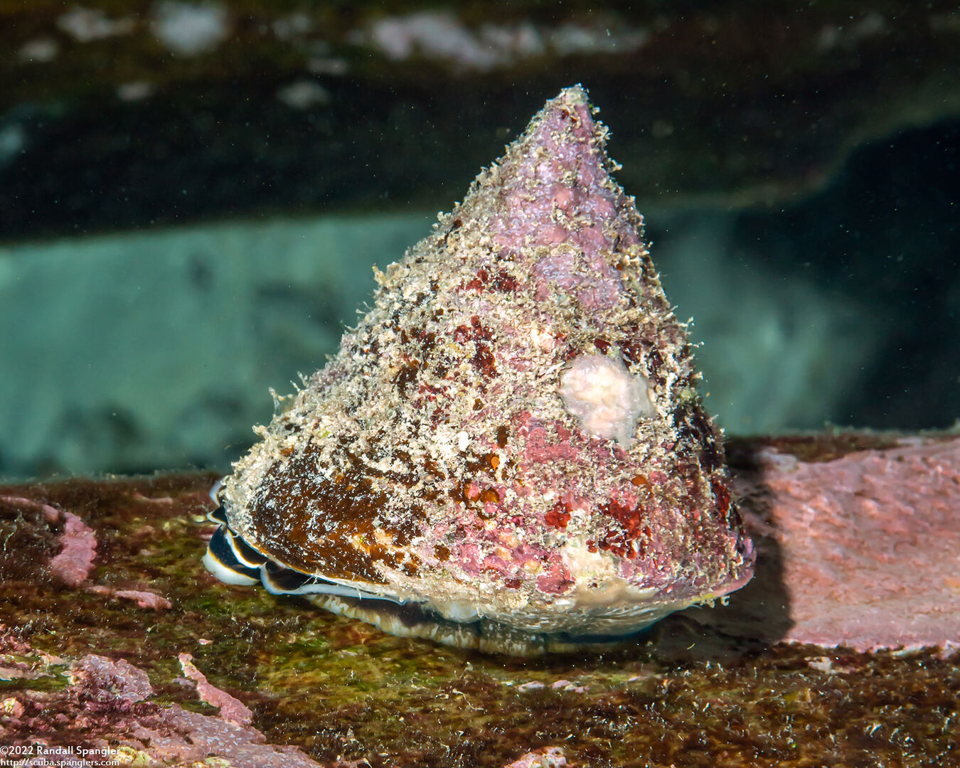 Tectus pyramis (Green Top Snail)
