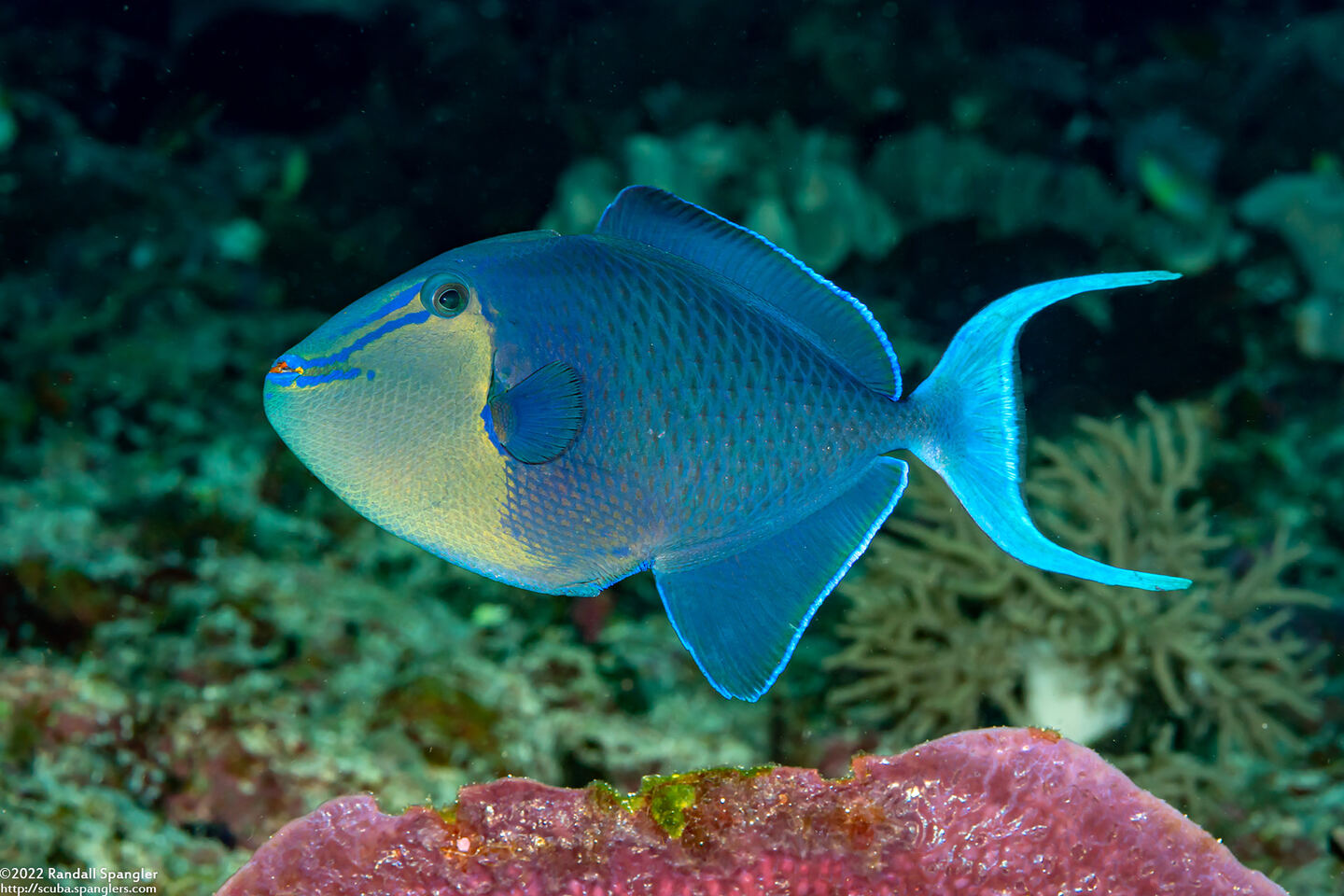 Odonus niger (Redtooth Triggerfish)