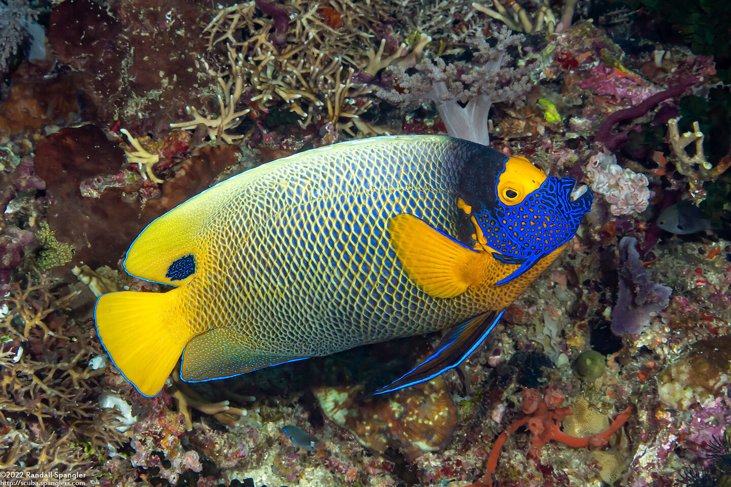 Pomacanthus xanthometopon (Yellow-Mask Angelfish)