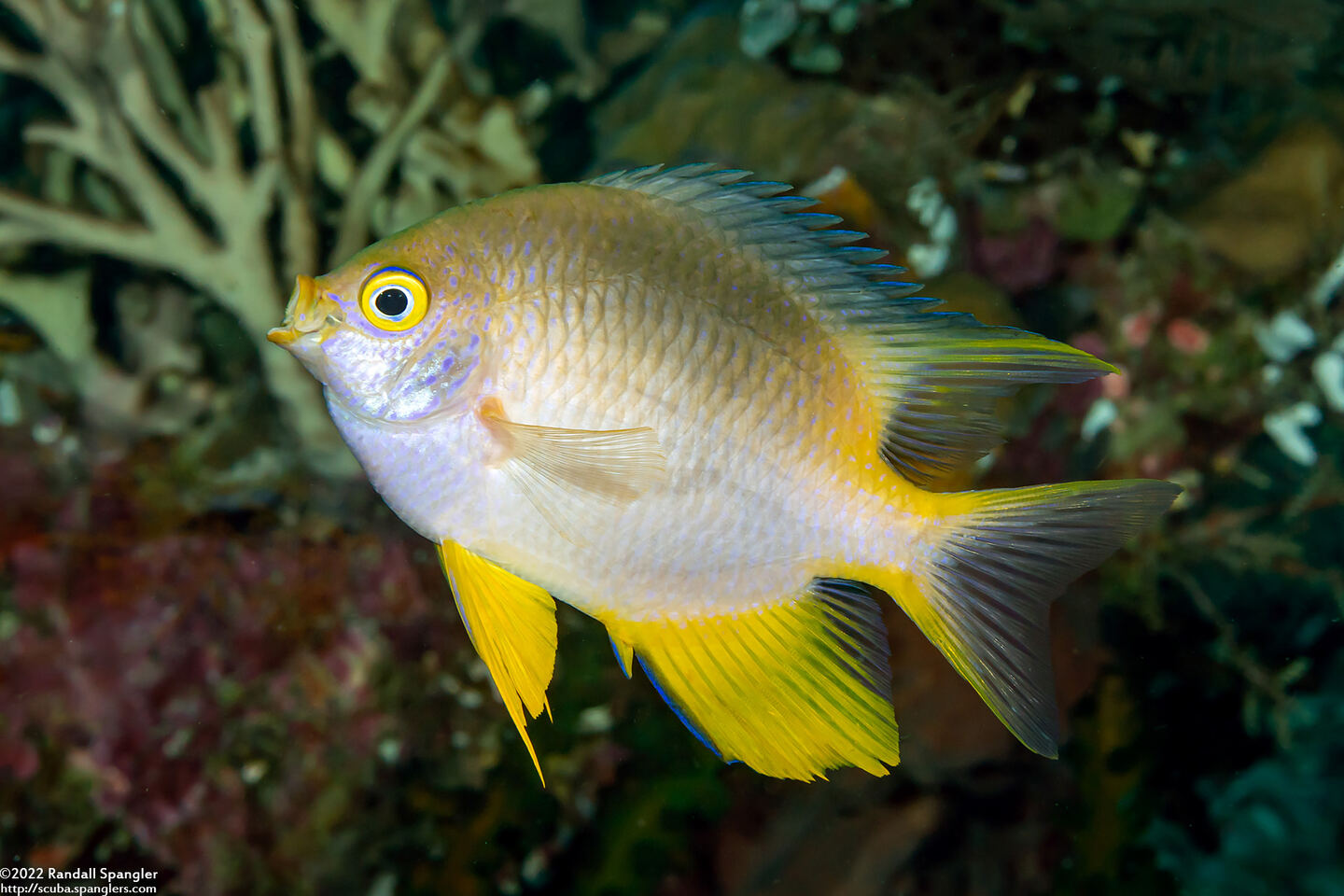 Amblyglyphidodon aureus (Golden Damsel)