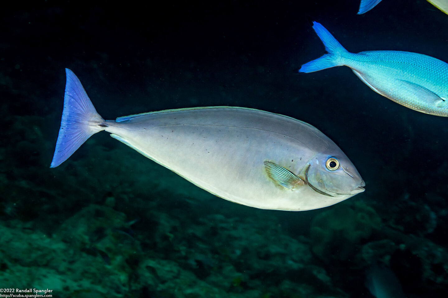 Naso caeruleacauda (Bluetail Unicornfish)