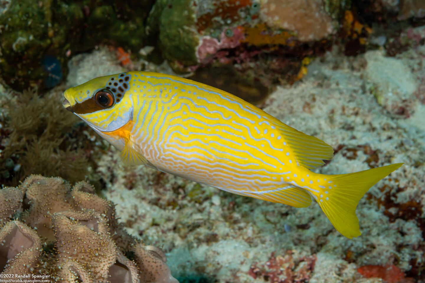 Siganus puellus (Masked Rabbitfish)