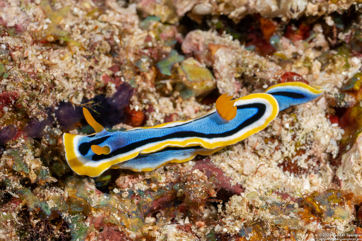 Chromodoris annae (Anna's Chromodoris)
