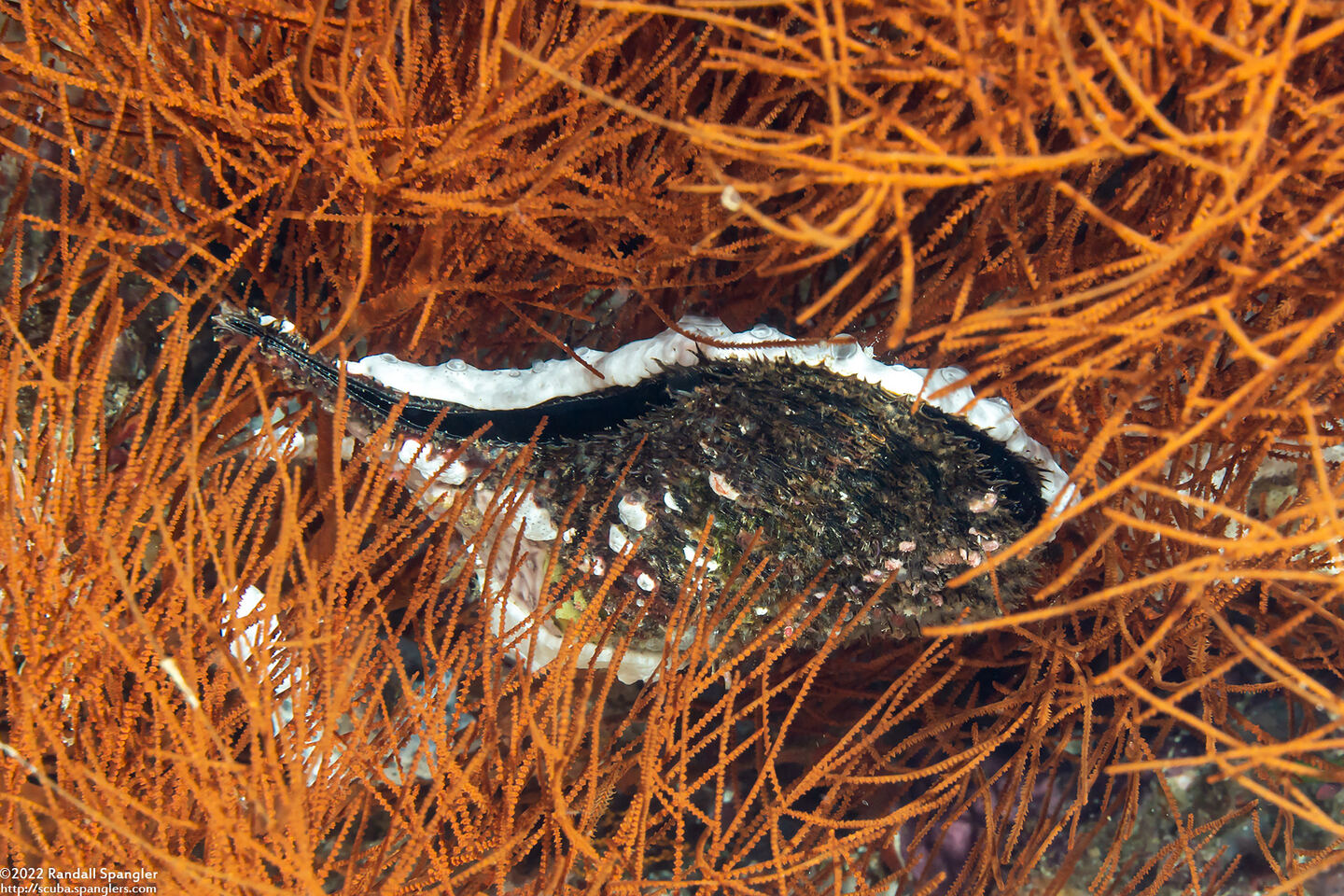 Pteria penguin (Common Wing Oyster)