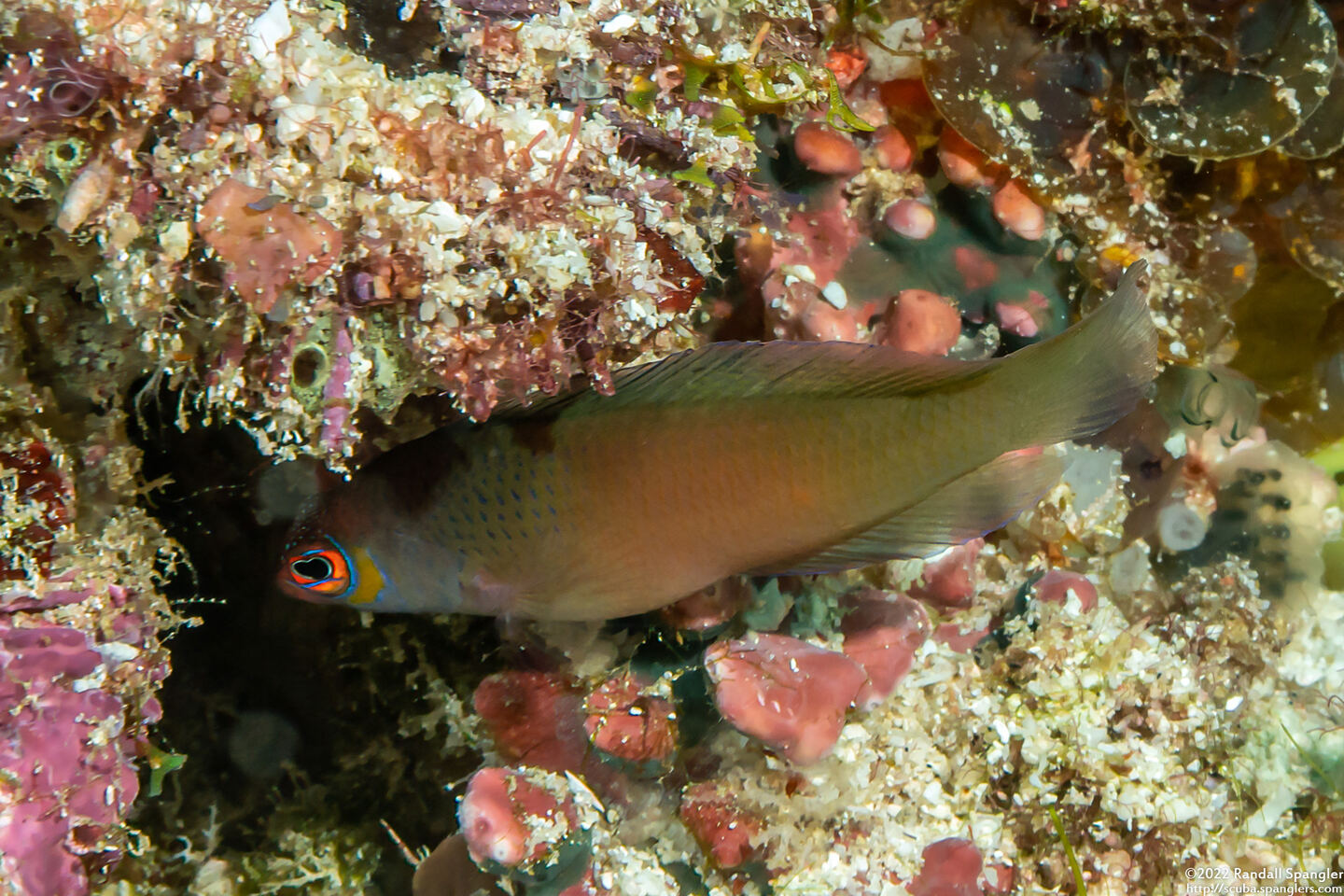Cypho purpurascens (Oblique-Lined Dottyback)