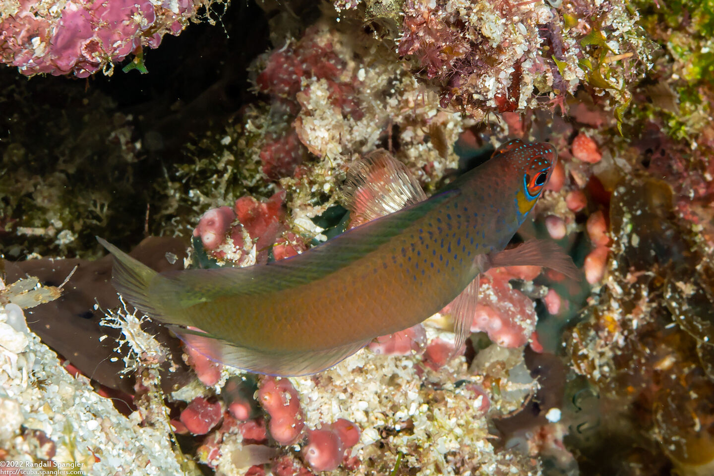 Cypho purpurascens (Oblique-Lined Dottyback)