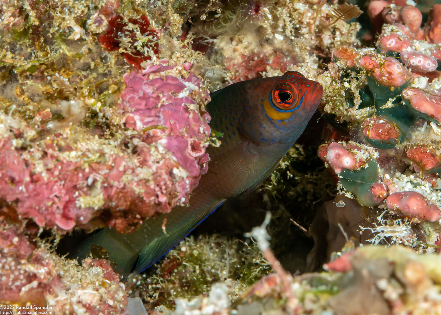 Cypho purpurascens (Oblique-Lined Dottyback)