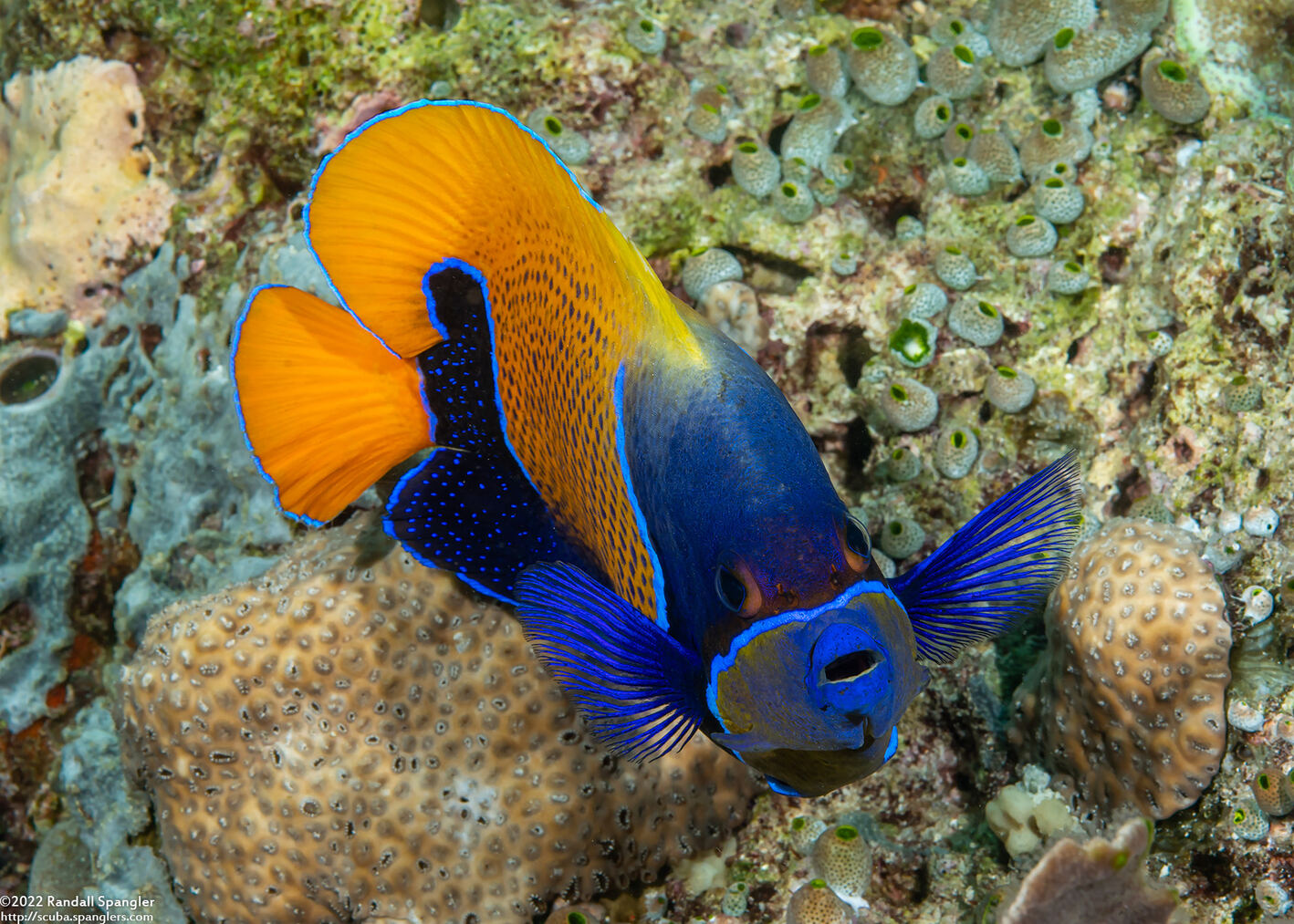Pomacanthus navarchus (Bluegirdled Angelfish)