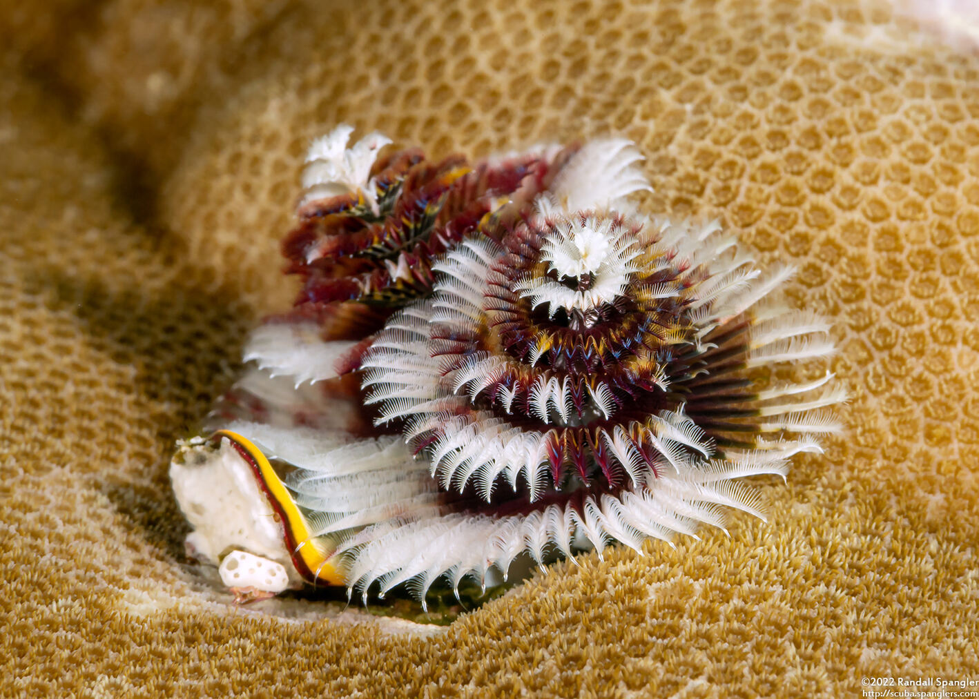 Spirobranchus sp.1 (Christmas Tree Worm)
