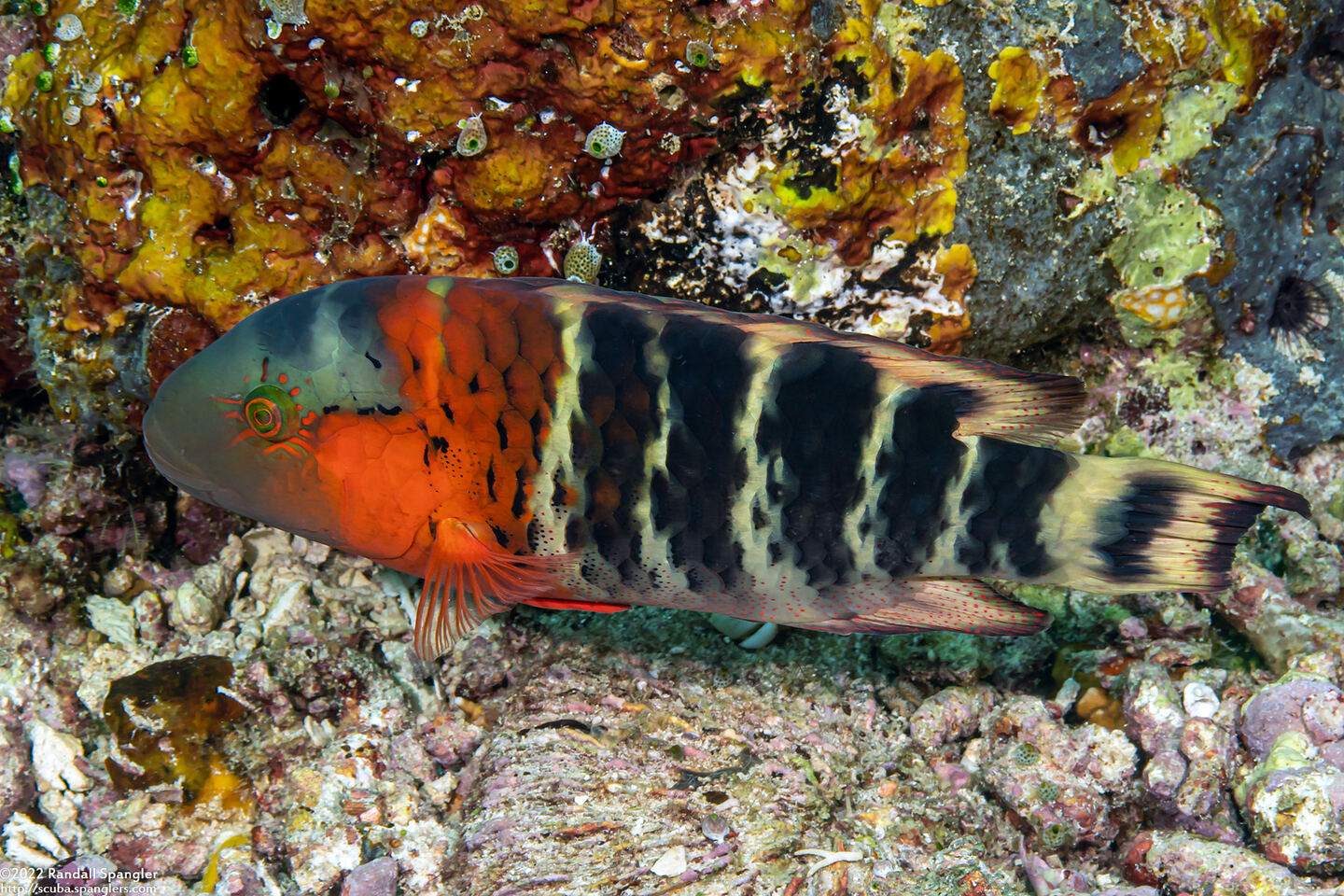 Cheilinus fasciatus (Redbreasted Wrasse)
