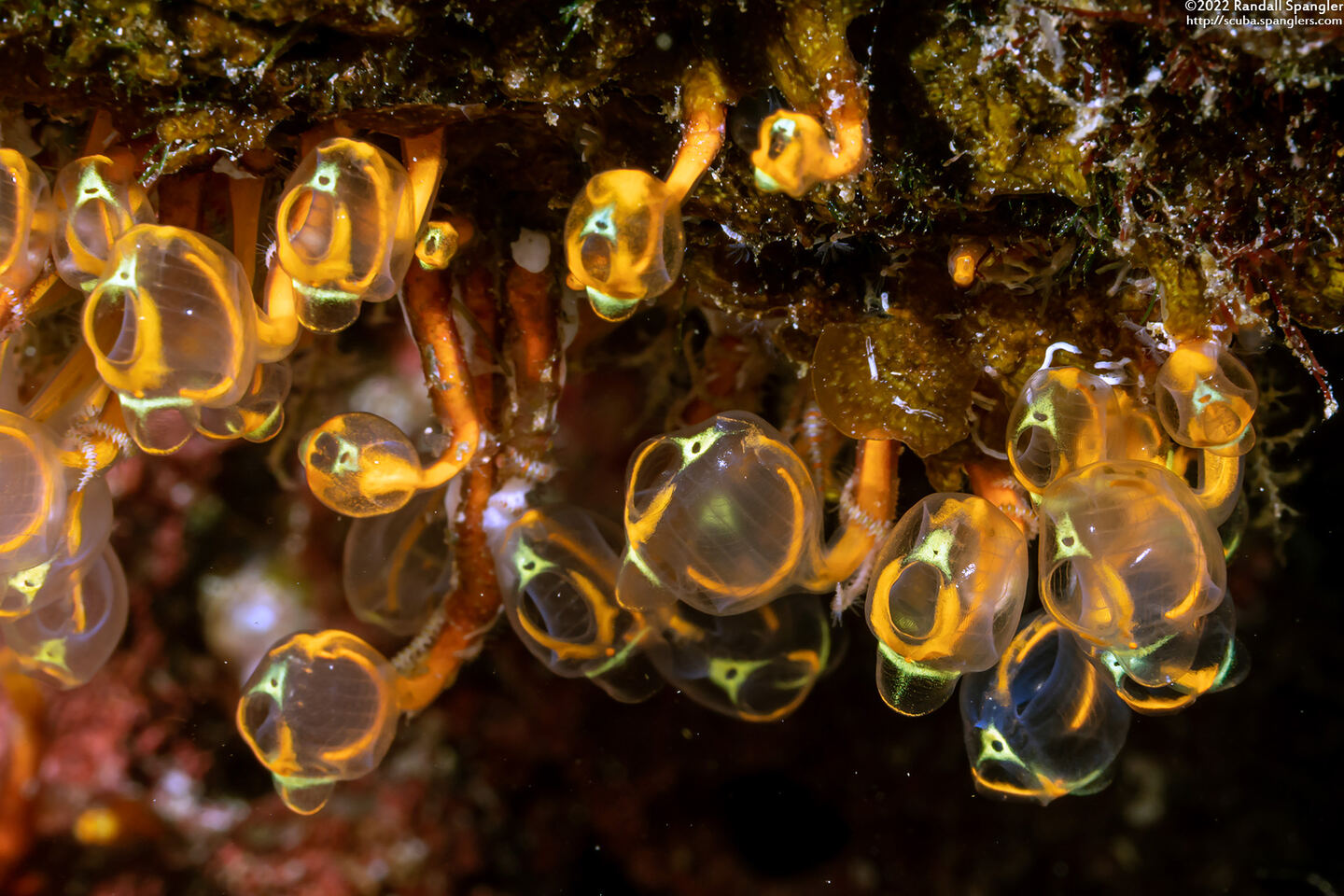 Clavelina detorta (Clavelina Detorta)