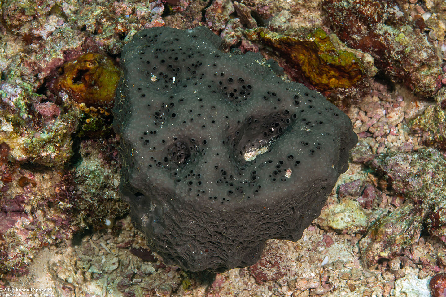 Luffariella sp.1 (Luffariella sp.1)