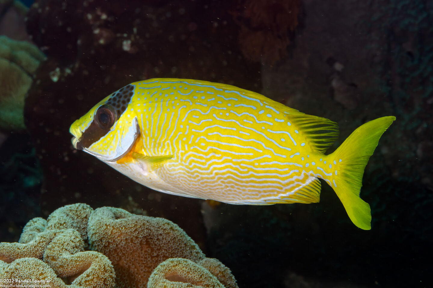 Siganus puellus (Masked Rabbitfish)