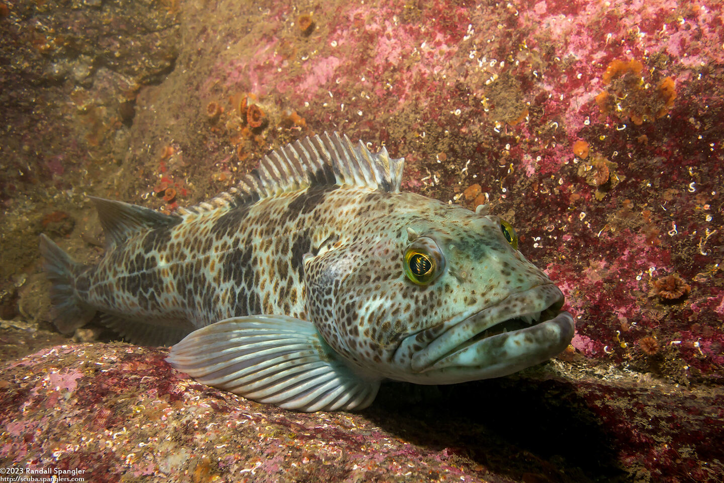 Ophiodon elongatus (Lingcod)