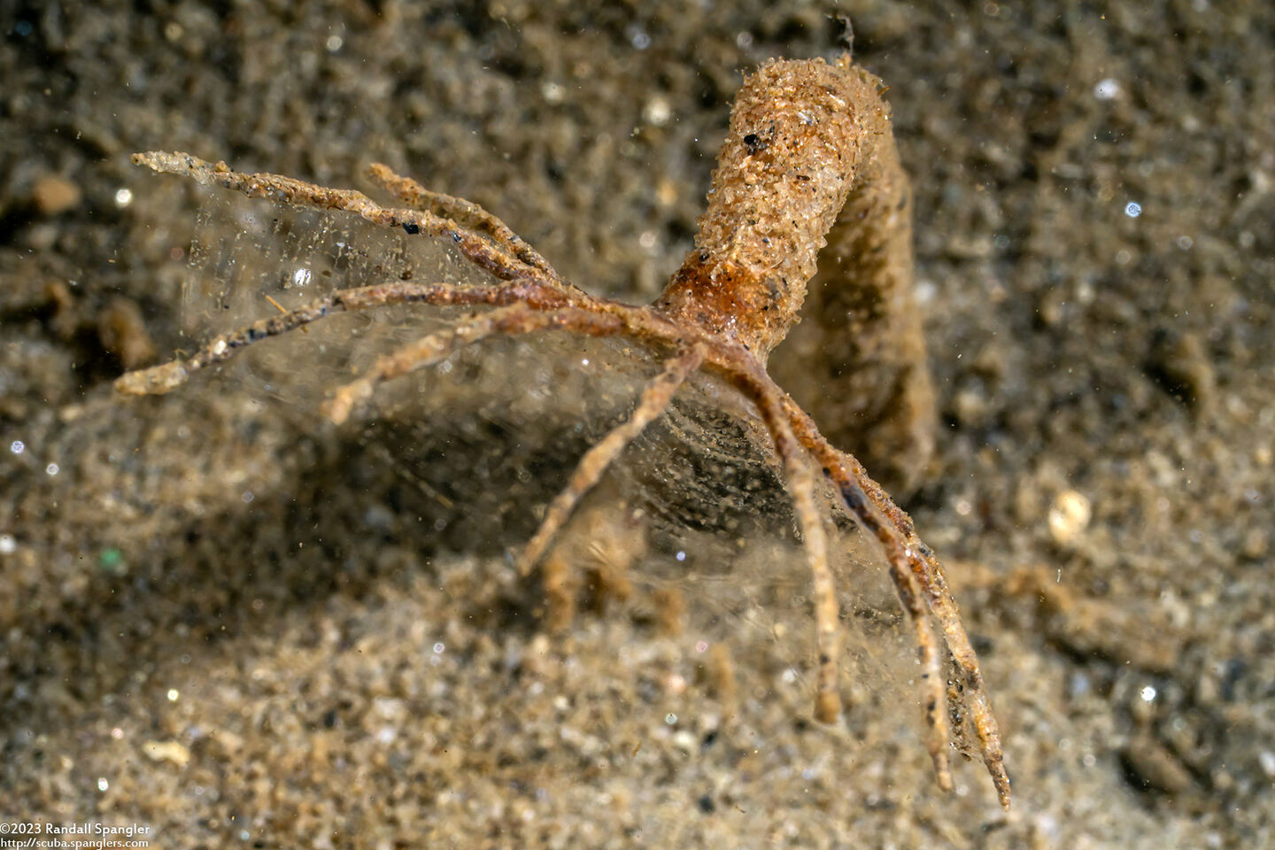 Praxillura maculata (Windmill Worm)