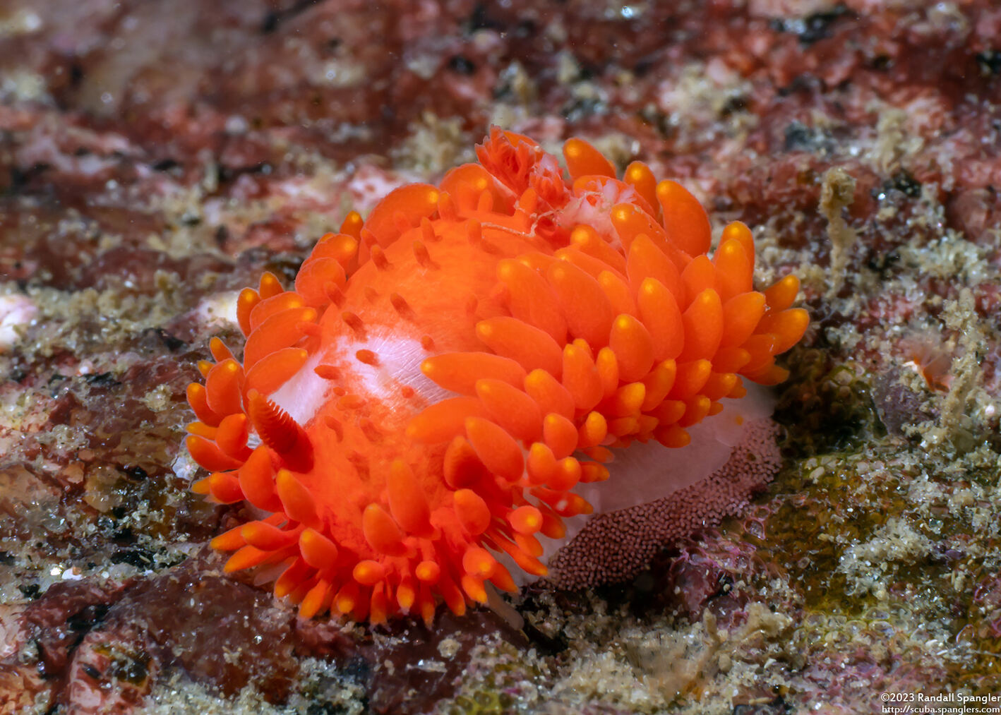 Limacia cockerelli (Cockerell's Dorid)