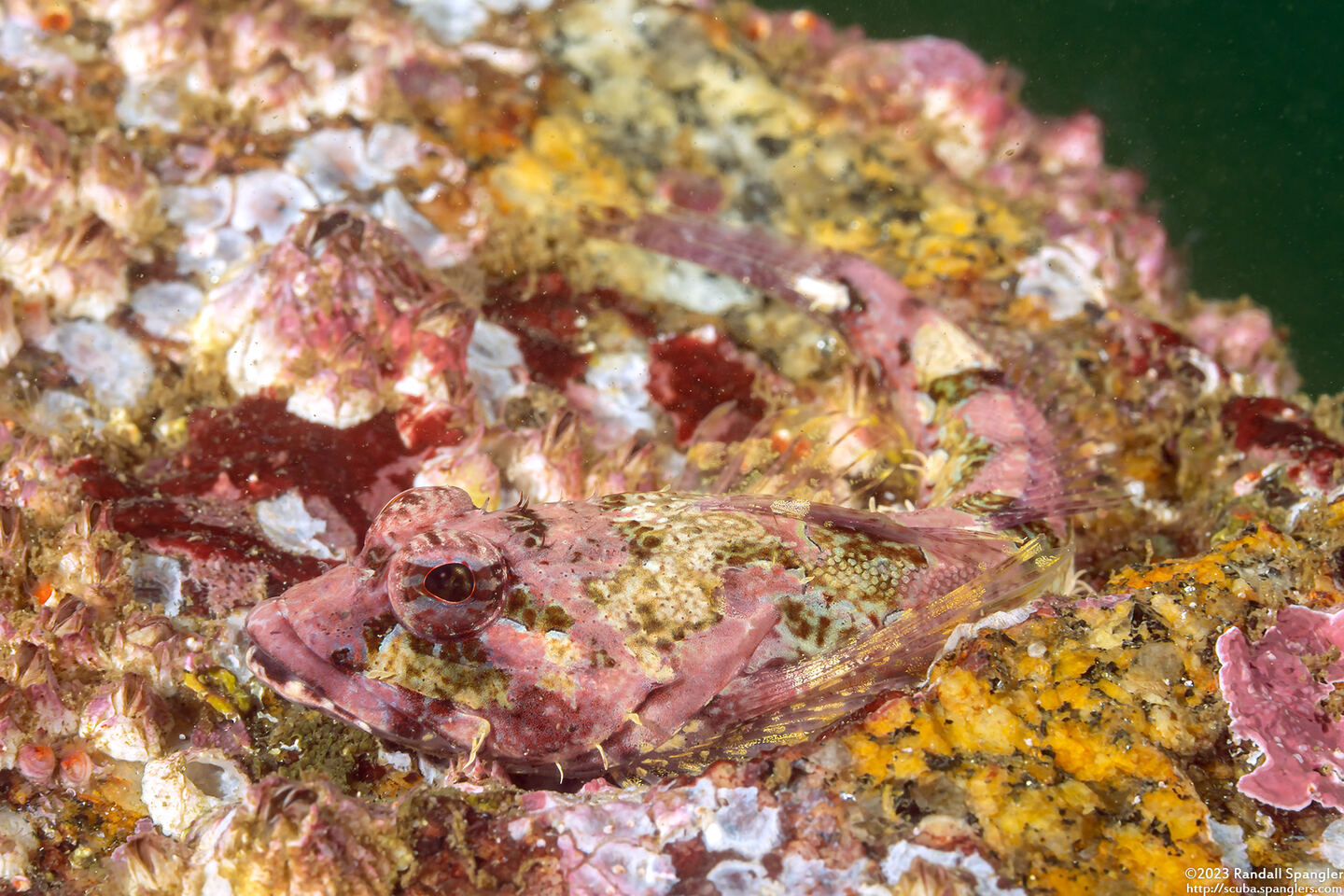 Artedius corallinus (Coralline Sculpin)