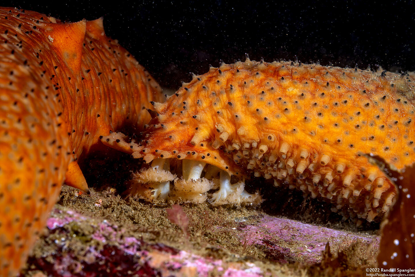 Apostichopus parvimensis (Warty Sea Cucumber)