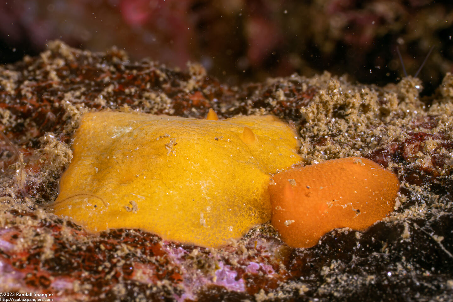 Aldisa sanguinea (Red Aldisa)