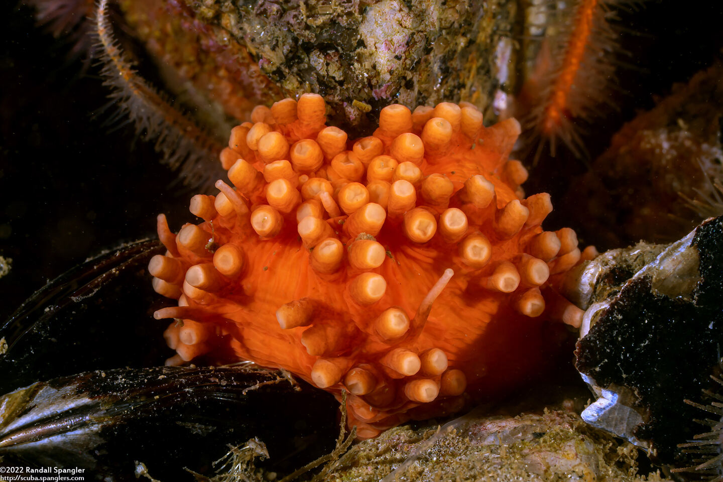 Cucumaria miniata (Orange Sea Cucumber)