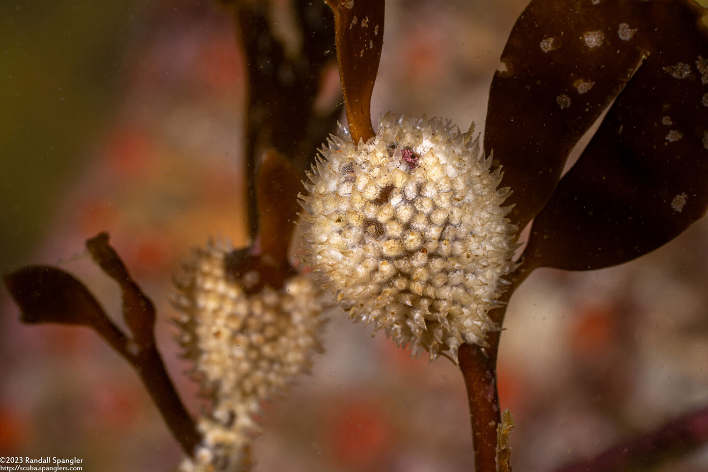 Amphissa versicolor (Variegate Amphissa)