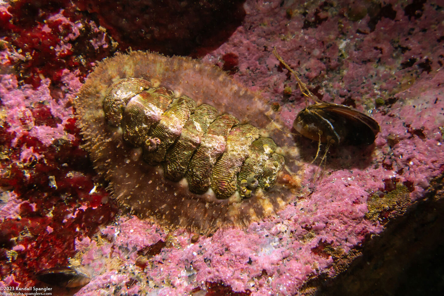 Mopalia spectabilis (Red-Flecked Mopalia)