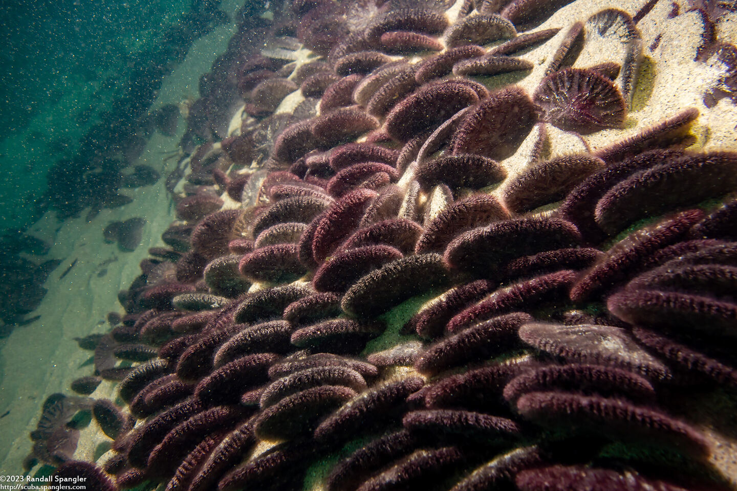 Dendraster excentricus (Sand Dollar)