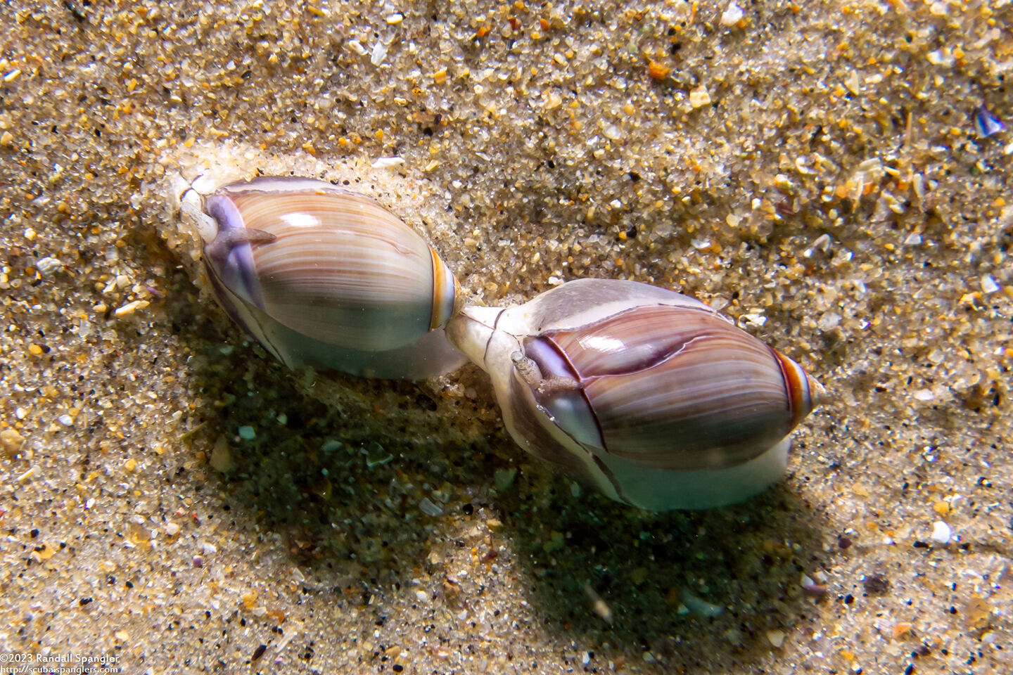 Callianax biplicata (Olive Snail)