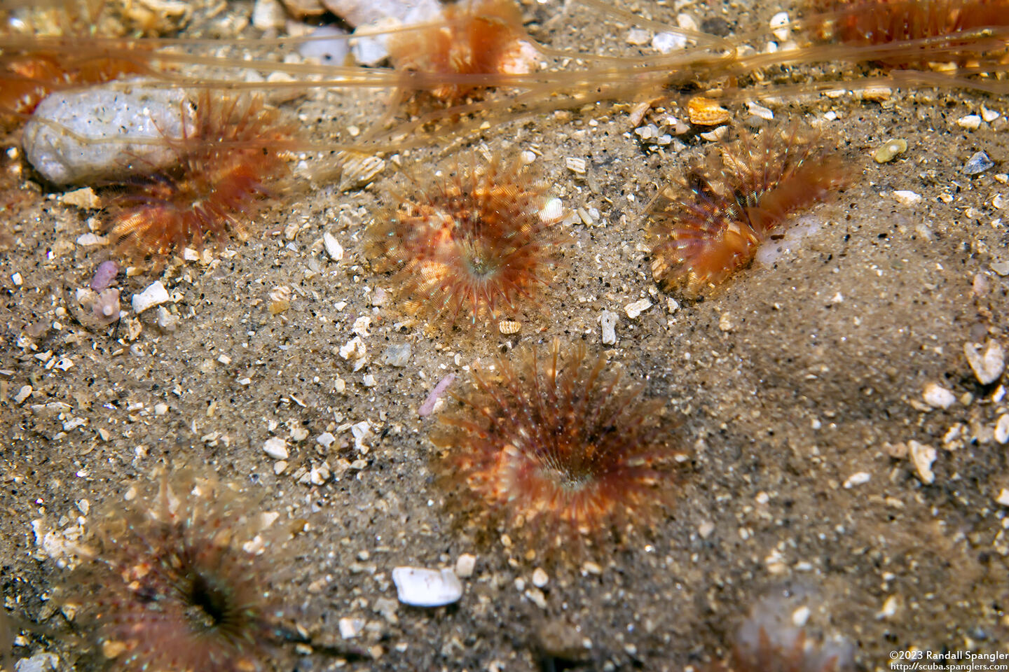 Sabellidae sp.5 (Sabellidae sp.5)