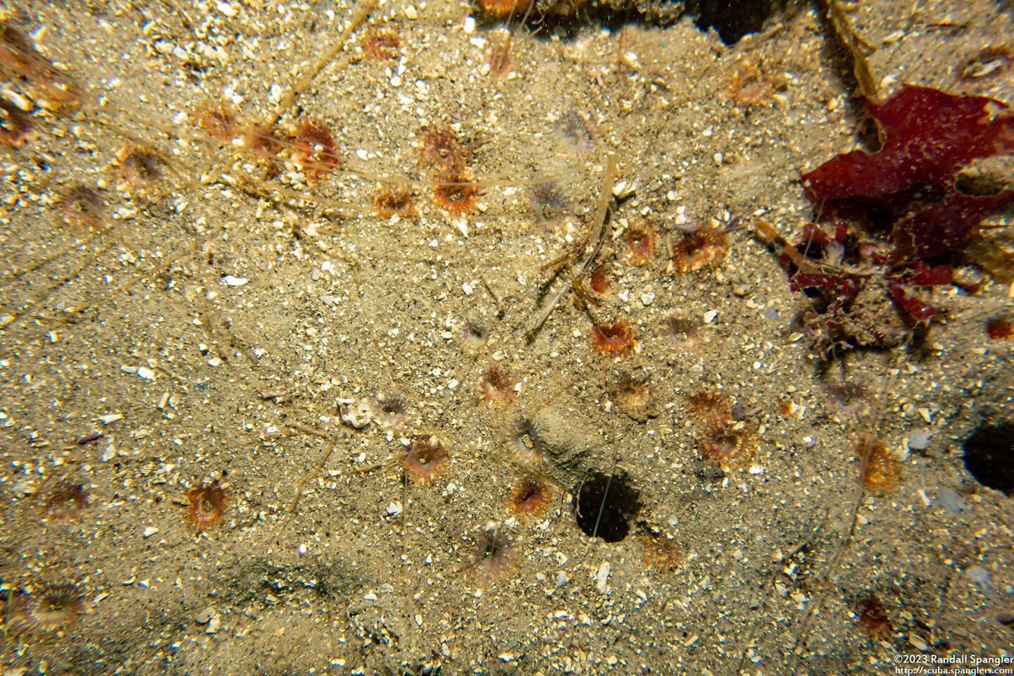 Sabellidae sp.5 (Sabellidae sp.5)