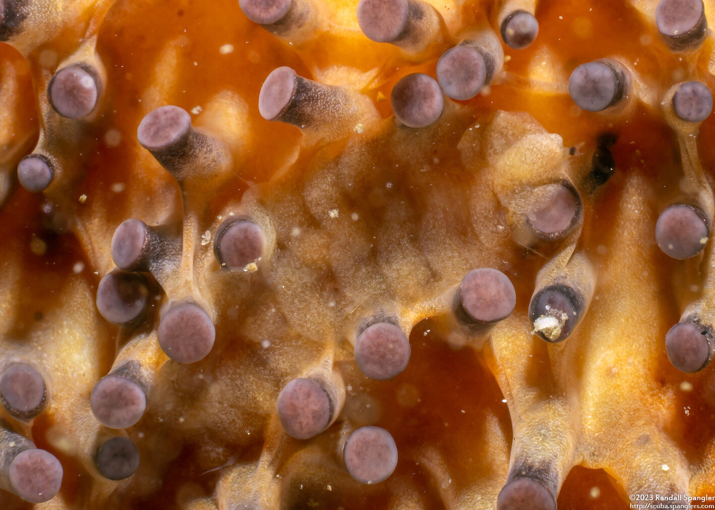 Arctonoe pulchra (Red Commensal Scale Worm)