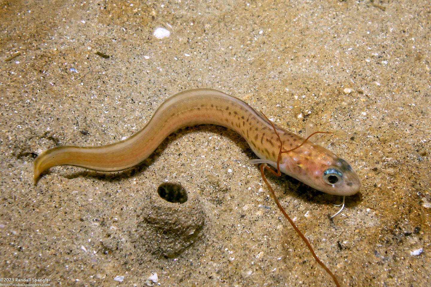 Chilara taylori (Spotted Cusk-Eel)