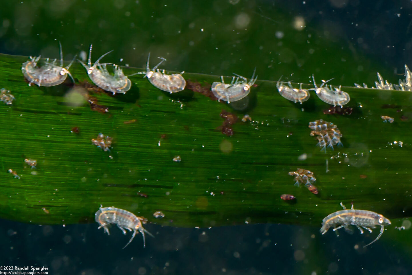 Protohyale sp.1 (Sea Flea)