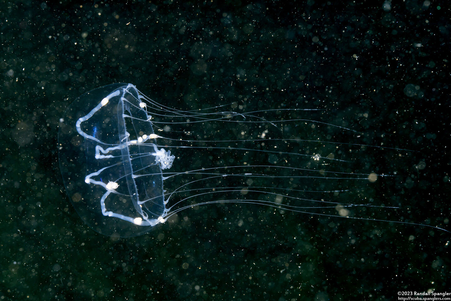 Mitrocoma cellularia (Cross Jelly)