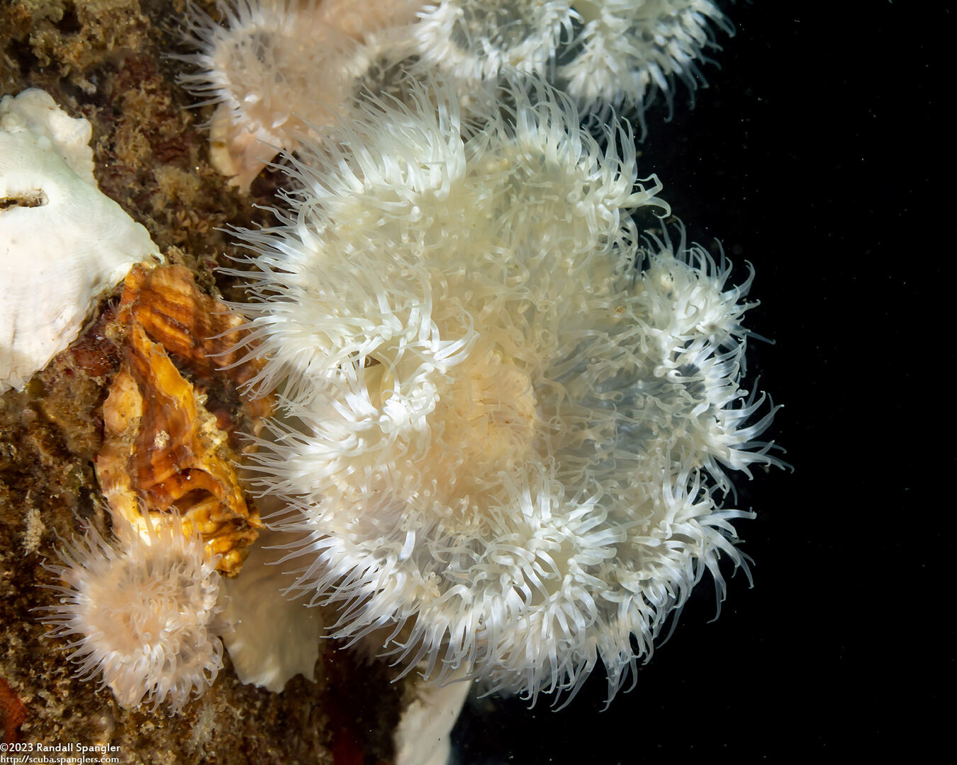 Metridium senile (Plumose Anemone)