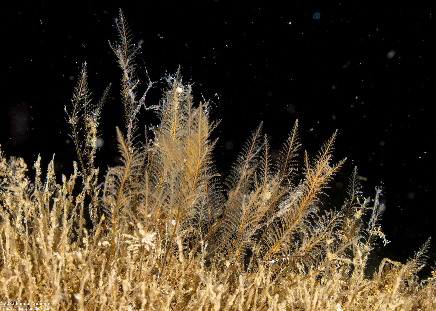 Plumularia sp.1 (Plumularia sp.1)